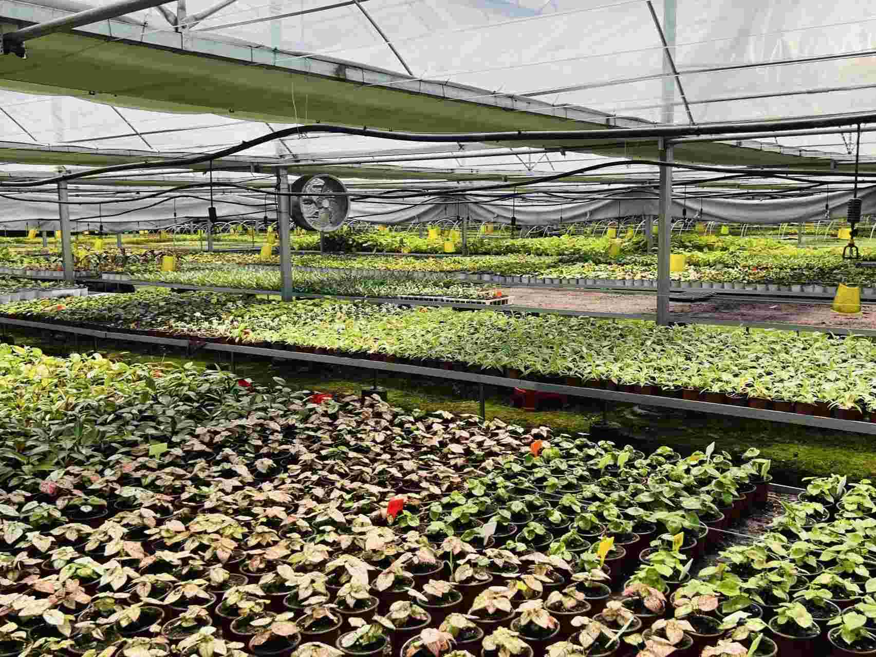 Tropical Plant Greenhouse Management: Why Vapor Pressure, Root-Zone Stability, and Airflow Determine Commercial Quality